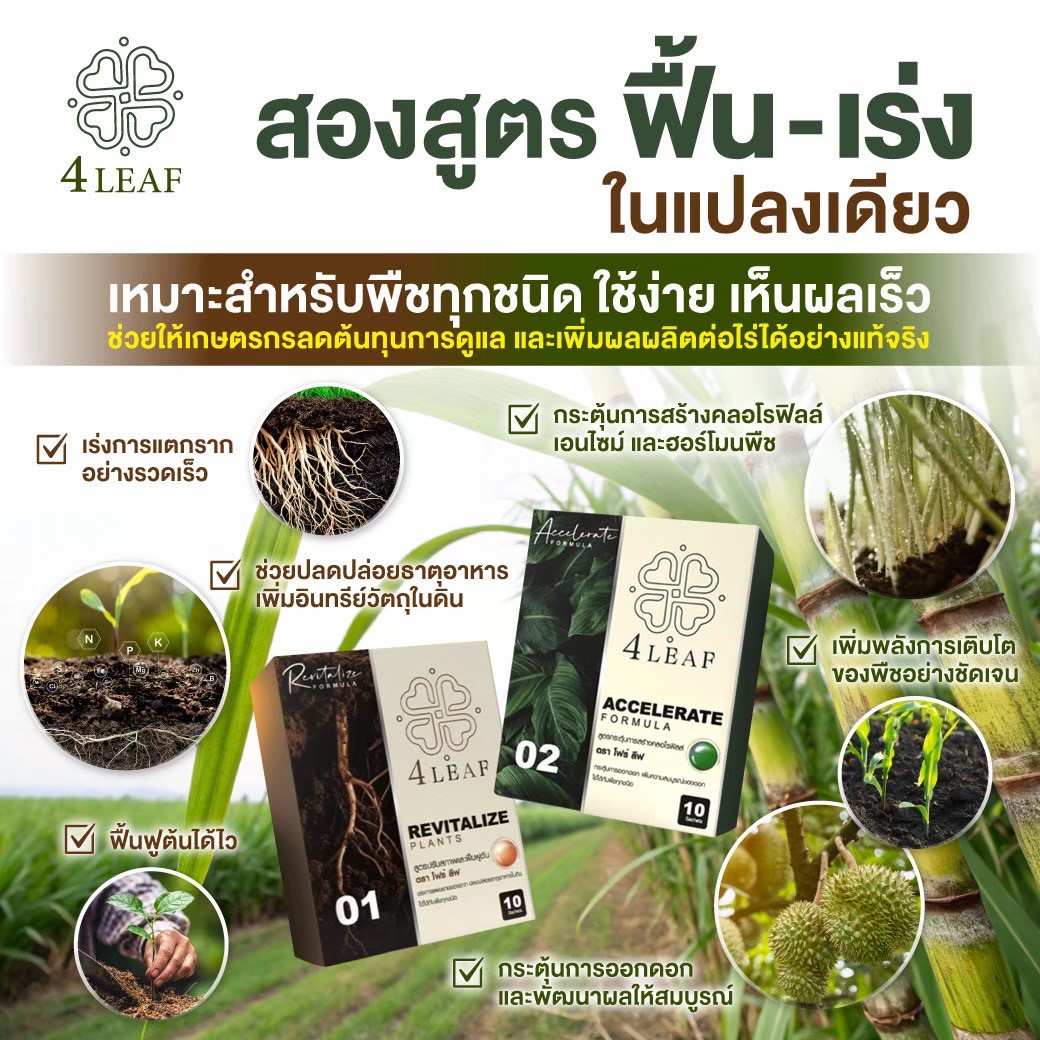 4 LAEF โฟร์ลีฟ อาหารเสริมพิช ปุ๋ยเร่งผลผลิต ปุ๋ยชีวภาพ ปุ๋ยเร่งโต กรดฮิวมิก ปุ๋ยอินทรีย์ ปุ๋ยพืช ปุ๋ยผัก ปุ๋ยผลไม้ ปุ๋ยไม้ดอก ฟื้นฟูพืช ปุ๋ยคุณภาพ ปุ๋ยราคาดี ปุ๋ยส่งฟรี