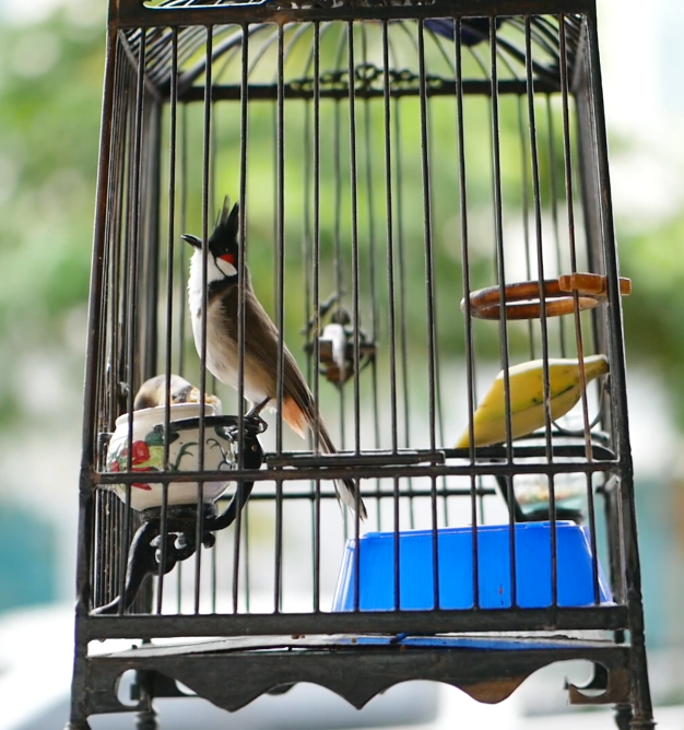 นกหัวจุกเพลงหลากหวายขั้นเทพ