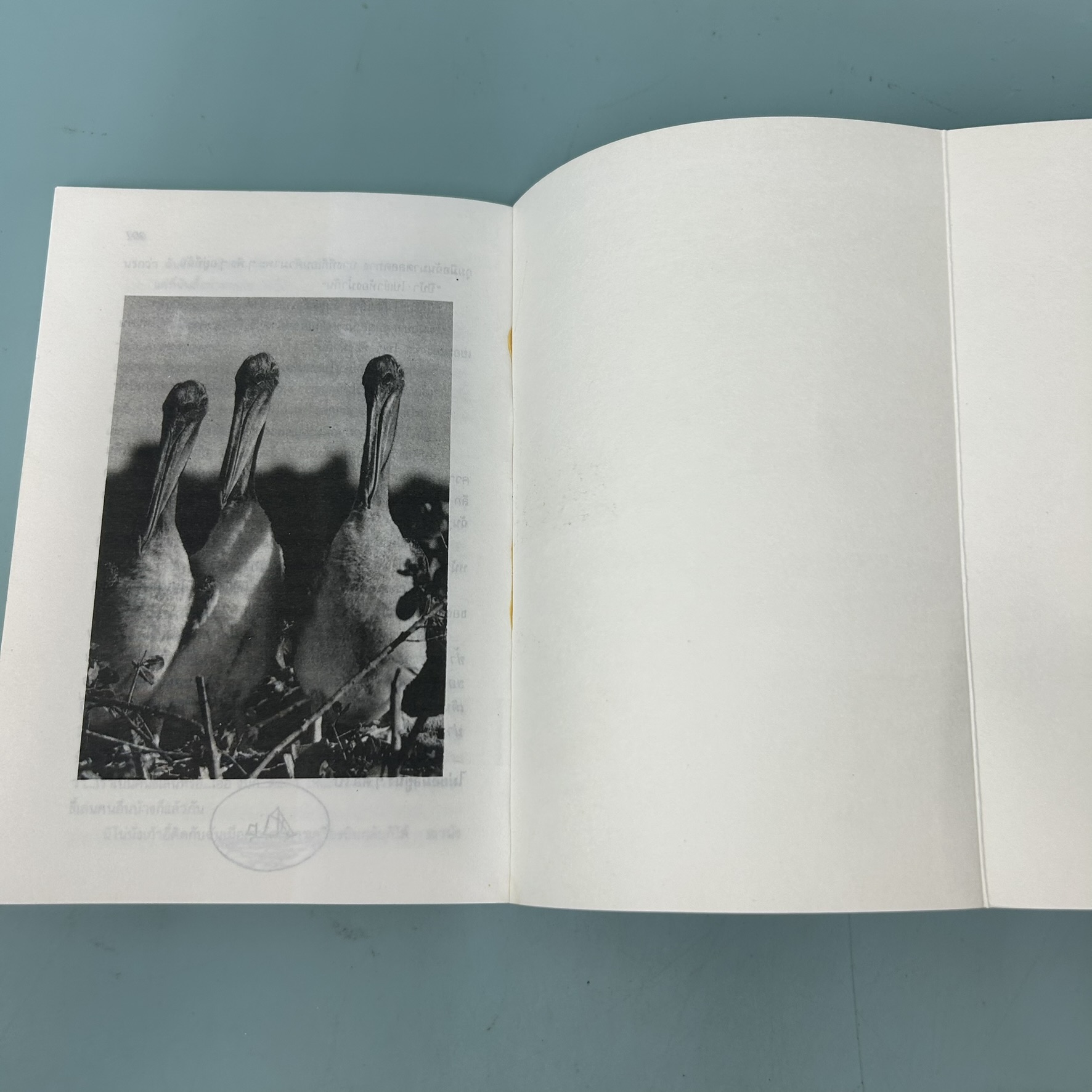 กาลาปาโก้ส / มือสอง / จันทรำไพ / สำนักพิมพ์ดอกหญ้า / นวนิยาย ธรรมชาติ