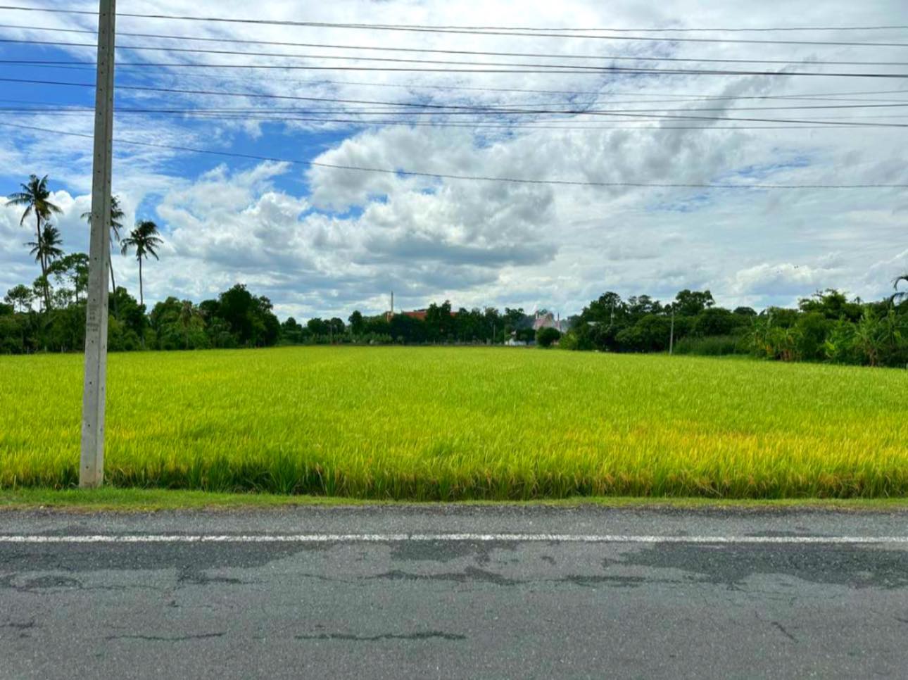 ขายที่ดินแปลงสวย ติดถนนเทศบาลท่าเสร็จ 3 ด้านหลังติดคลองท่าว้า บรรยากาศดี