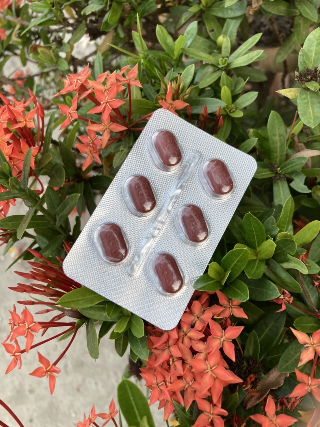 หมาป่าแดง(ของแท้)