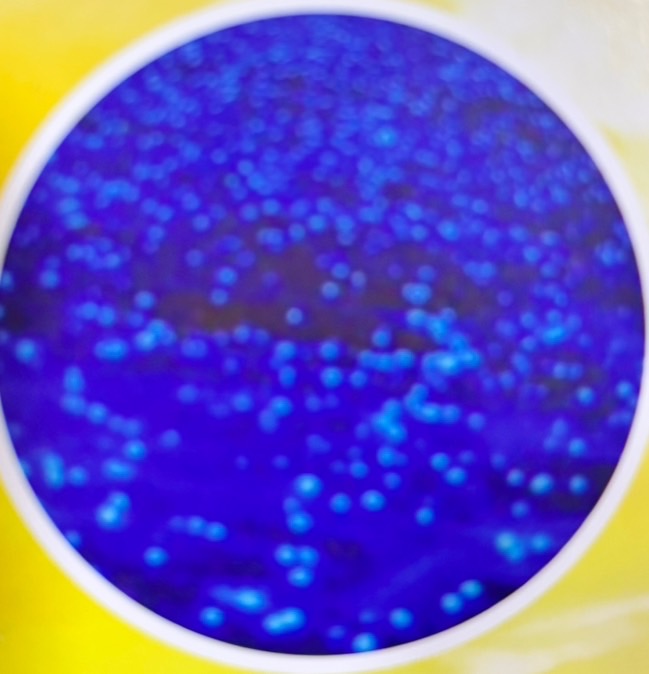Plankton Bio Luminescent Swimming Tour (No Dinner)