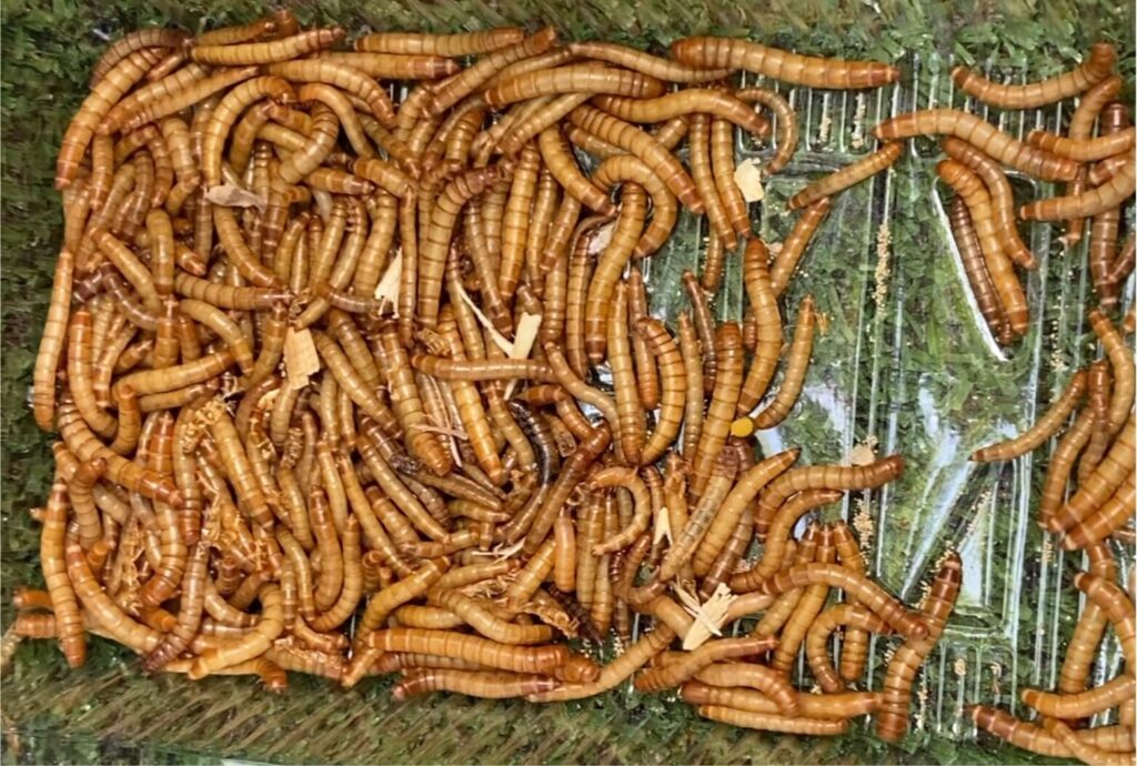 หนอน สำหรับนก