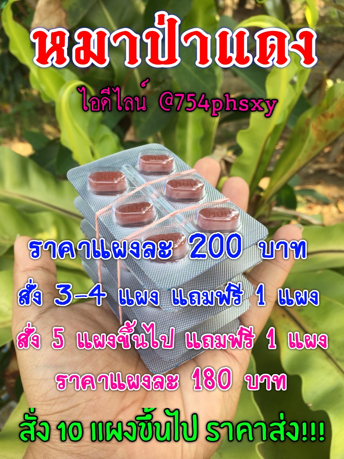 หมาป่าแดง(ของแท้)