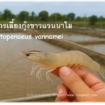 การเลี้ยงกุ้งขาวแวนนาไม (Litopenaeus vannamei) — แนวทาง เทคนิค และเคล็ดลับ