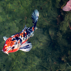 "อัญมณีมีชีวิต" ในบ่อของคุณ: เจาะลึกความล้ำค่าของ "ปลาคาร์ปเกรดประกวด" สัตว์เลี้ยงที่สะท้อนรสนิยมระดับโลก