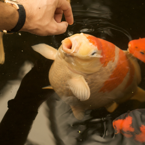 ฤดูแห่งการ 'ชาร์จพลัง': ปรับบ่อคาร์ปสู่โหมดจำศีลอย่างไร ให้สีปลาหลักล้าน ‘ไม่ดรอป’ รับลมหนาว