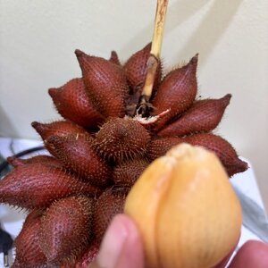 🍑 Salacca: The Spiky-Sweet Tropical Fruit I Can’t Resist
