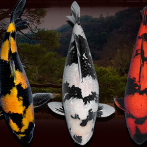 ปลาคาร์ปกลุ่ม Utsurimono (อุทสึริมะโนะ)