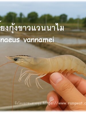 การเลี้ยงกุ้งขาวแวนนาไม (Litopenaeus vannamei) — แนวทาง เทคนิค และเคล็ดลับ