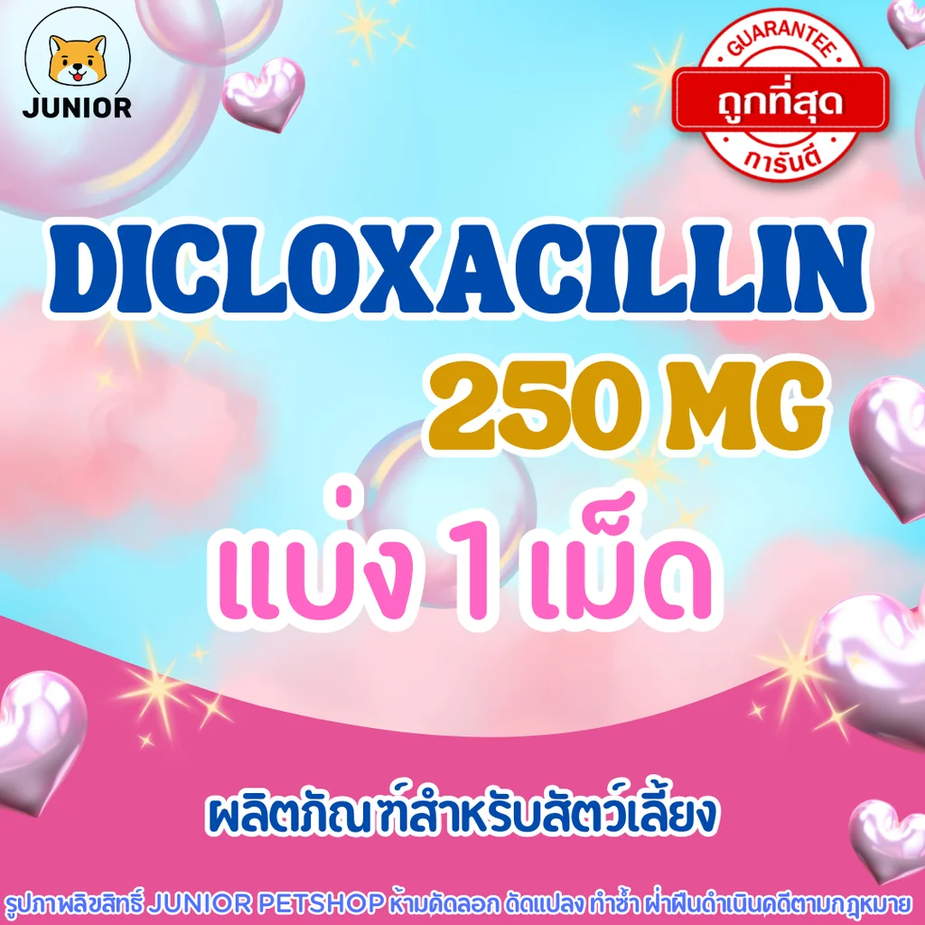 Diclo𝑥acillin 250mg ไดคล็อกซ่า 250mg Diclo𝑥acillin 250mg ไดคล็อกซ่า 250mg