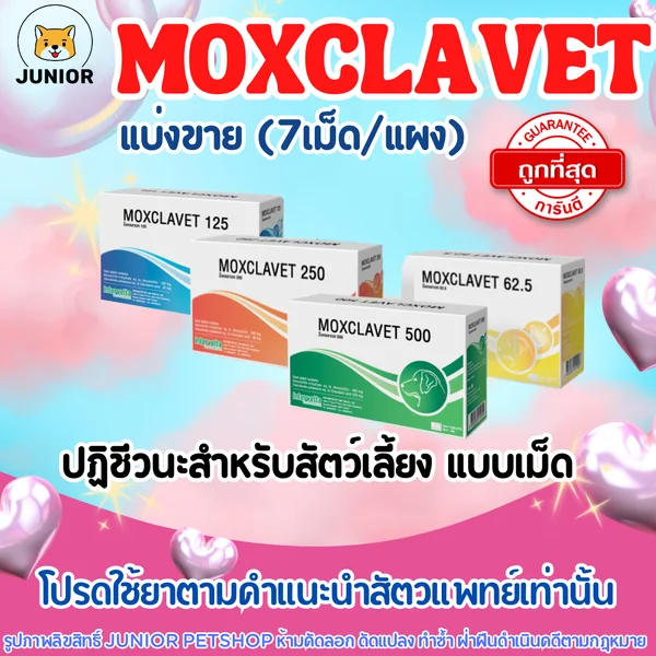 Moxclavet ฆ่าเชื้อสำหรับสุนัขและแมว ขาย 7 เม็ด/แผง image 1 Moxclavet ฆ่าเชื้อสำหรับสุนัขและแมว ขาย 7 เม็ด/แผง image 1